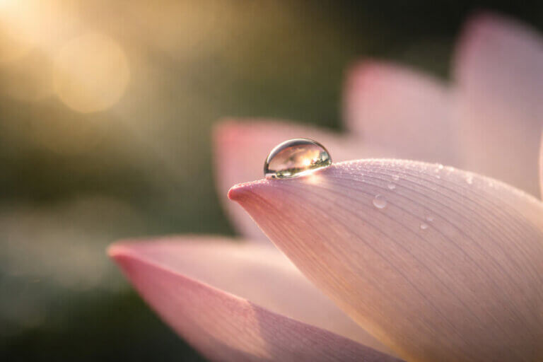 Guida ai 100 nomi corti e belli: una goccia di rugiada su un petalo, simbolo di perfezione.